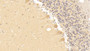 DAB staining on IHC-P; Samples: Human Cerebellum Tissue; Primary Ab: 30µg/ml Mouse Anti-Human TF Antibody Second Ab: 2µg/mL HRP-Linked Caprine Anti-Mouse IgG Polyclonal Antibody