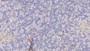 DAB staining on IHC-P; Samples: Human Pancreas Tissue;  Primary Ab: 10µg/ml   Mouse Anti-Human TF Antibody Second Ab: 2µg/mL HRP-Linked Caprine Anti-Mouse IgG Polyclonal Antibody 