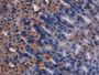 DAB staining on IHC-P; Samples: Mouse Stomach Tissue;  Primary Ab: 20µg/ml Mouse Anti-Mouse SST Anti