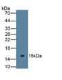 Mucin 2 (MUC2) Monoclonal Antibody, CAU29796