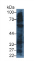 Western Blot; Sample: Rat Testis lysate; Primary Ab: 3µg/ml Mouse Anti-Human TLR4 Antibody Second Ab: 0.2µg/mL HRP-Linked Caprine Anti-Mouse IgG Polyclonal Antibody