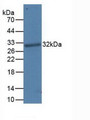 Western Blot; Sample: Recombinant PDCD1LG1, Human.