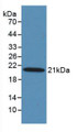 Western Blot; Sample: Recombinant MASP2, Human.