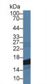 Western Blot; Sample: Human HepG2 cell lysate; ; Primary Ab: 2µg/ml Mouse Anti-Human CYPA Antibody; Second Ab: 0.2µg/mL HRP-Linked Caprine Anti-Mouse IgG Polyclonal Antibody;