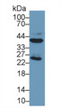 Western Blot; Sample: Human Liver lysate; ; Primary Ab: 2µg/ml Mouse Anti-Human ARG Antibody; Second Ab: 0.2µg/mL HRP-Linked Caprine Anti-Mouse IgG Polyclonal Antibody;
