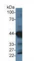 Western Blot; Sample: Mouse Heart lysate; Primary Ab: 4µg/ml Rabbit Anti-Human ACTC1 Antibody Second Ab: 0.2µg/mL HRP-Linked Caprine Anti-Rabbit IgG Polyclonal Antibody