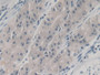 DAB staining on IHC-P; Samples: Human Stomach Tissue;  Primary Ab: 20µg/ml Mouse Anti-Human NGAL Ant