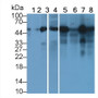 Western Blot; Sample: Lane1: Hela cell lysate; Lane2: HepG2 cell lysate; Lane3: Bovine Cerebrum lysate; Lane4: Gallus Cerebrum lysate; Lane5: Caprine Cerebrum lysate; Lane6: Caprine Kidney lysate; Lane7: Cavia Cerebrum lysate; Lane8: Cavia Kidney lysate; Primary Ab: 1μg/ml Mouse Anti-Human TUBb Antibody; Second Ab: 0.2µg/mL HRP-Linked Rabbit Anti-Mouse IgG Polyclonal Antibody;