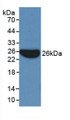 Western Blot; Sample: Recombinant APOB, Human.