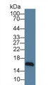 Western Blot; Sample: Human HepG2 cell lysate; Primary Ab: 5µg/ml Mouse Anti-Human NRG4 Antibody Second Ab: 0.2µg/mL HRP-Linked Caprine Anti-Mouse IgG Polyclonal Antibody