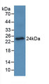 Osteoclast Associated Receptor (OSCAR) Monoclonal Antibody, CAU29868