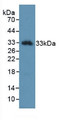 Western Blot; Sample: Recombinant KLK2, Human.