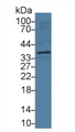 Western Blot; Sample: Human HepG2 cell lysate; ; Primary Ab: 3µg/ml Mouse Anti-Human APOL2 Antibody; Second Ab: 0.2µg/mL HRP-Linked Caprine Anti-Mouse IgG Polyclonal Antibody;