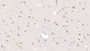 DAB staining on IHC-P; Samples: Human Cerebrum Tissue;  Primary Ab: 10µg/ml Mouse Anti-Human APOL2 Antibody Second Ab: 2µg/mL HRP-Linked Caprine Anti-Mouse IgG Polyclonal Antibody 