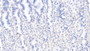 DAB staining on IHC-P; Samples: Human Stomach Tissue; Primary Ab: 10µg/ml Mouse Anti-Human LSR Antibody Second Ab: 2µg/mL HRP-Linked Caprine Anti-Mouse IgG Polyclonal Antibody
