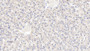 DAB staining on IHC-P; Samples: Human Liver Tissue;  Primary Ab: 10µg/ml Mouse Anti-Human LSR Antibody Second Ab: 2µg/mL HRP-Linked Caprine Anti-Mouse IgG Polyclonal Antibody 