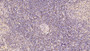 DAB staining on IHC-P; Samples: Human Spleen Tissue; Primary Ab: 40µg/ml Mouse Anti-Human CDNF Antibody Second Ab: 2µg/mL HRP-Linked Caprine Anti-Mouse IgG Polyclonal Antibody