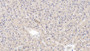 DAB staining on IHC-P; Samples: Human Liver Tissue; Primary Ab: 10µg/ml Mouse Anti-Human WNT4 Antibody Second Ab: 2µg/mL HRP-Linked Caprine Anti-Mouse IgG Polyclonal Antibody