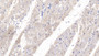 DAB staining on IHC-P; Samples: Human Cardiac Muscle Tissue; Primary Ab: 10µg/ml Mouse Anti-Human WNT4 Antibody Second Ab: 2µg/mL HRP-Linked Caprine Anti-Mouse IgG Polyclonal Antibody