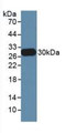 Western Blot; Sample: Recombinant ELA2, Mouse.