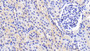 DAB staining on IHC-P; Samples: Human Kidney Tissue; Primary Ab: 20μg/ml Rabbit Anti-Human CASP2 Antibody Second Ab: 2µg/mL HRP-Linked Caprine Anti-Rabbit IgG Polyclonal Antibody