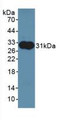 Western Blot; Sample: Recombinant ALDOA, Rat.