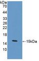 Western Blot; Sample: Recombinant PCT, Mouse.