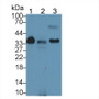Western Blot; Sample: Lane1: Porcine Serum; Lane2: Porcine Lung lysate; Lane3: Porcine Cerebrum lysate; Primary Ab: 1µg/ml Rabbit Anti-Porcine APOE Antibody; Second Ab: 0.2µg/mL HRP-Linked Caprine Anti-Rabbit IgG Polyclonal Antibody;