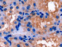 DAB staining on IHC-P; Samples: Porcine Kidney Tissue; Primary Ab: 20µg/ml Rabbit Anti-Porcine APOE Antibody Second Ab: 2µg/mL HRP-Linked Caprine Anti-Rabbit IgG Polyclonal Antibody