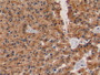 DAB staining on IHC-P; Samples: Porcine Liver Tissue;  Primary Ab: 20µg/ml Rabbit Anti-Porcine APOE