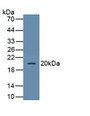 Figure 1. Western Blot Sample: Recombinant GLUT1, Human