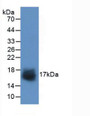 Western Blot; Sample: Recombinant SNCa, Human.