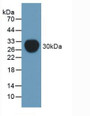 Western Blot; Sample: Recombinant Pgp, Mouse.