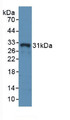 Western Blot; Sample: Recombinant MHCDRa, Rabbit.