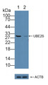 Knockout Varification: ; Lane 1: Wild-type 293T cell lysate; ; Lane 2: UBE2S knockout 293T cell lysate; ; Predicted MW: 24kd ; Observed MW: 30kd; Primary Ab: 1µg/ml Rabbit Anti-Human UBE2S Antibody; Second Ab: 0.2µg/mL HRP-Linked Caprine Anti-Rabbit IgG Polyclonal Antibody;