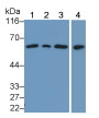 Western Blot; Sample: Lane1: Porcine Cerebrum lysate; Lane2: Rat Cerebrum lysate; Lane3: Bovine Cerebrum lysate; Lane4: Hela cell lysate; Primary Ab: 0.2µg/ml Rabbit Anti-Human PTEN Antibody; Second Ab: 0.2µg/mL HRP-Linked Caprine Anti-Rabbit IgG Polyclonal Antibody;