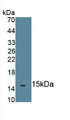 Interleukin 18 (IL18) Monoclonal Antibody, CAU30018