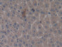 DAB staining on IHC-P; Samples: Rat Liver Tissue; Primary Ab: 30µg/ml Mouse Anti-Rat MMP3 Antibody Second Ab: 2µg/mL HRP-Linked Caprine Anti-Mouse IgG Polyclonal Antibody