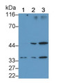 Interleukin 1 Beta (IL1b) Monoclonal Antibody, CAU30050