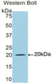 Lactoferrin (LTF) Monoclonal Antibody, CAU30059