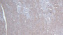 DAB staining on IHC-P; Samples: Rat Heart Tissue;  Primary Ab: 20µg/ml Mouse Anti-Rat vWF Antibody Second Ab: 2µg/mL HRP-Linked Caprine Anti-Mouse IgG Polyclonal Antibody 