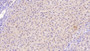 DAB staining on IHC-P; Samples: Human Liver Tissue; Primary Ab: 40µg/ml Mouse Anti-Human TFR Antibody Second Ab: 2µg/mL HRP-Linked Caprine Anti-Mouse IgG Polyclonal Antibody