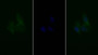 FITC staining on IF; Sample: Human HepG2 cell;  Primary Ab: 20μg/ml Mouse Anti-Human IFNa/bR1 Antibody Second Ab: 5μg/ml FITC-Linked Caprine Anti-Mouse IgG Polyclonal Antibody 