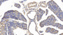 DAB staining on IHC-P; Samples: Rat Pancreas Tissue; Primary Ab: 20µg/ml Mouse Anti-Rat IGFBP5 Antibody Second Ab: 2µg/mL HRP-Linked Caprine Anti-Mouse IgG Polyclonal Antibody