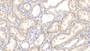 DAB staining on IHC-P; Samples: Human Kidney Tissue;  Primary Ab: 10µg/ml Mouse Anti-Human Arg2 Antibody Second Ab: 2µg/mL HRP-Linked Caprine Anti-Mouse IgG Polyclonal Antibody 