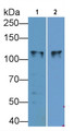 Na-Cl Cotransporter (NCCT) Monoclonal Antibody, CAU30109