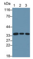 Annexin A4 (ANXA4) Monoclonal Antibody, CAU30110