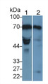 Lysyl Oxidase Like Protein 1 (LOXL1) Monoclonal Antibody, CAU30117