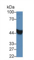 Western Blot; Sample: Recombinant BMP4, Rabbit.