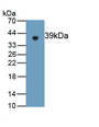 Gasdermin D (GSDMD) Polyclonal Antibody, CAU30141